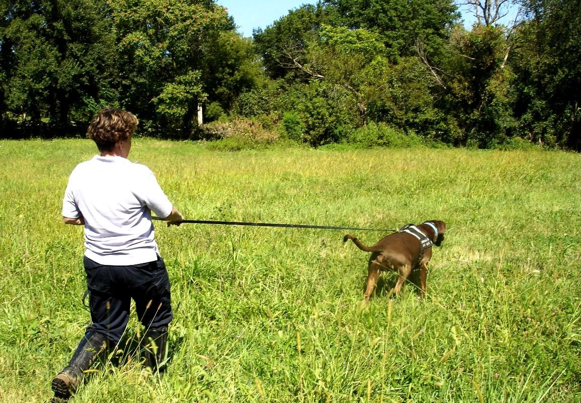 Tracking Dogs